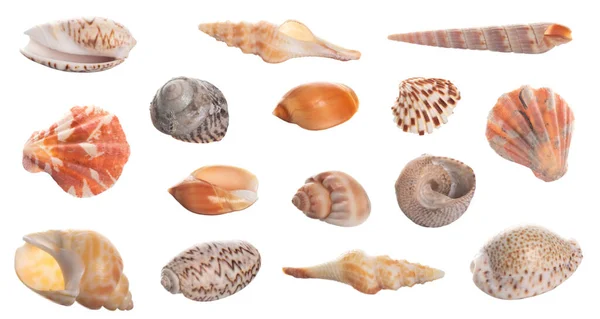 Seashell Coleção Isolada Fundo Branco Fechar — Fotografia de Stock
