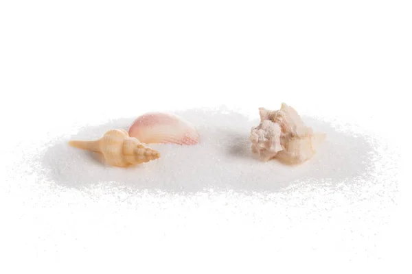 Sea Shells Sand Pile Isolated White Background — Stock Photo, Image