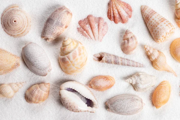 Muscheln Der Küste Und Sommerstrand — Stockfoto