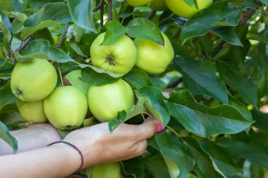 Kadın elleri bahçede elma topluyor..