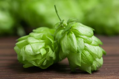 Bira demleme malzemeleri, şerbetçiotu, hops çiftliğinin önündeki ahşap çatlamış eski bir masanın üzerinde. Bira fabrikası konsepti