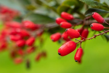 Barberry, Berberis vulgaris, doğal taze olgun kırmızı çilek arka plan ile şube. Yeşil arka plan ile berberis dalı üzerinde kırmızı olgun meyveleri ve renkli kırmızı ve sarı yaprakları