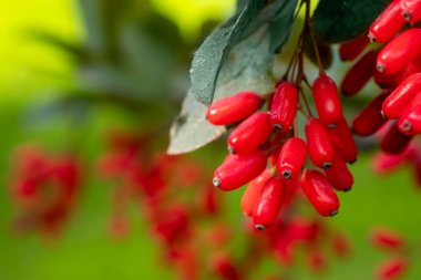 Barberry Berberis vulgaris taze olgun böğürtlenler doğal yeşil arka plan. Berberis thunbergii Latin Berberisi Coronita Barberry meyvesi çalıları renkli sonbahar mevsimi sığ odak noktası