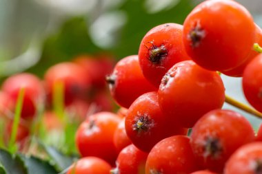 Olgun meyveli Rowan dalları. Kükremiş ağaç dallarında kırmızı yaban mersini, olgun kızılcık üzümleri yakın çekim ve yeşil yapraklar..