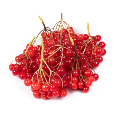 Beyaz arka planda izole edilmiş viburnum kolları. kırmızı çilek