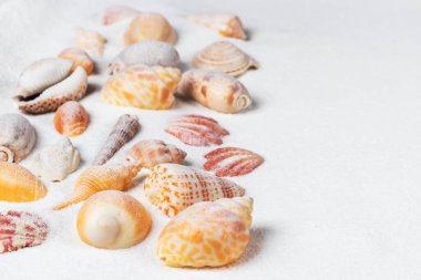 Kumdaki deniz kabukları. Metin için alanı olan deniz yaz tatili arkaplanı.