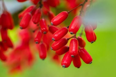 Barberry, Berberis vulgaris, doğal taze olgun kırmızı çilek arka plan ile şube. Yeşil arka plan ile berberis dalı üzerinde kırmızı olgun meyveleri ve renkli kırmızı ve sarı yaprakları