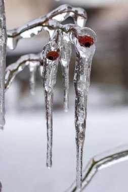 Buza bulanmış bir dalın üzerine gül kalçalarıyla yaklaş..