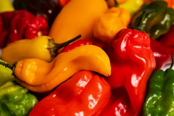 Colorful green, red and yellow peppers paprika background.