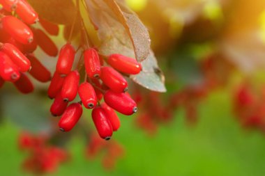 Red barberry berries in the sun in the garden, clipart