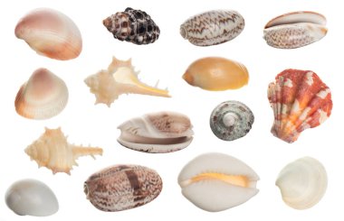 Beyaz arkaplanda deniz kabuğu koleksiyonu izole edildi.