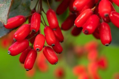 Barberry Berberis vulgaris taze olgun böğürtlenler doğal yeşil arka plan. Berberis thunbergii Latin Berberisi Coronita Barberry meyvesi çalıları renkli sonbahar mevsimi sığ odak noktası