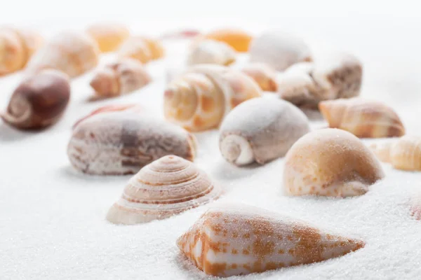 Different Seashells Sand Sea Summer Vacation Background — Stock Photo, Image