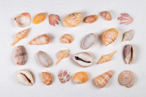Muscheln Der Küste Und Sommerstrand — Stockfoto