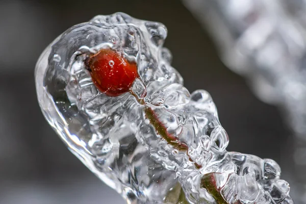 Close Rosehips Branch Covered Ice — Foto de Stock