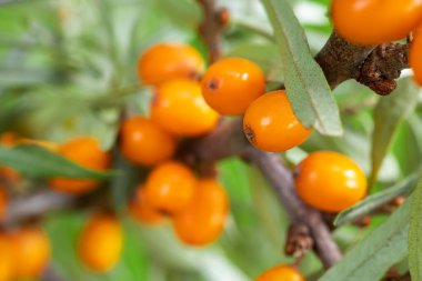 Bahçede portakallı deniz dikenli böğürtlen dalı.