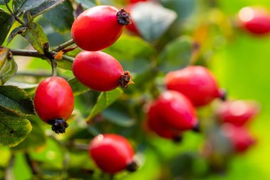 Bahçede Briar Rose Rosehip. Rosa canina.