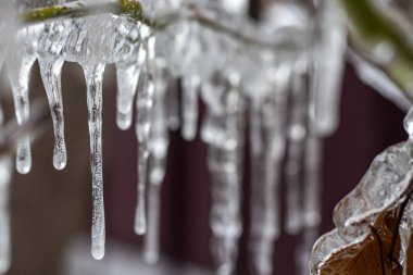 Bir kış buz fırtınası gelen buz kaplı dallara asılı buz sarkıtları closeup.
