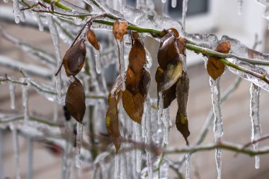 Frozen in the ice tree branches close up.