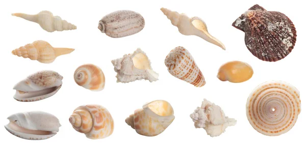 Collezione Seashell Isolato Sfondo Bianco Primo Piano — Foto Stock
