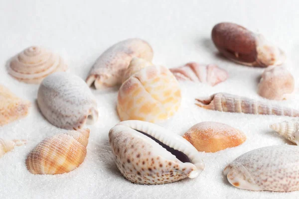 Verschiedene Muscheln Auf Sand Hintergrund Sommerurlaub Meer — Stockfoto