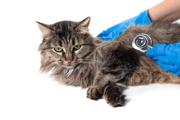 Medicul Veterinar Masculin Examinează Pisica Mulțumită Stetoscop Pisica Gri Masa — Fotografie, imagine de stoc