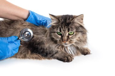 Veteriner steteskop tutuyor ve beyaz masada yatan Siyam kedisinin midesini kontrol ediyor. Evcil hayvanın sağlık kontrolü