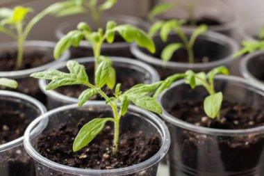 Tarım tepsisinde büyüyen küçük marul tohumları.,