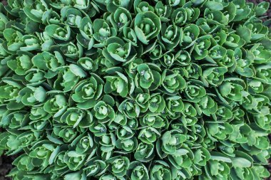 Sedum fabrikası, Hylotelephium Spectabile pınarı..