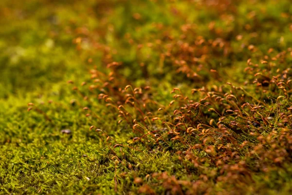 床に美しい緑の苔 苔を閉じると マクロ 壁紙のための苔の美しい背景 — ストック写真