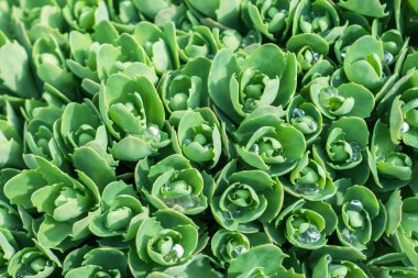 Sedum fabrikası, Hylotelephium Spectabile pınarı..