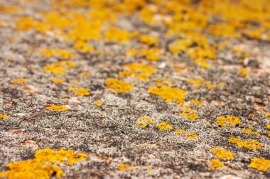 Eski bir arkaplanda sarı kurumuş yosun..