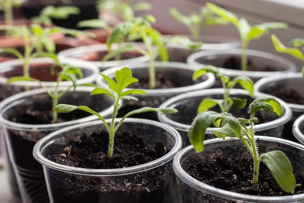 stock image Small seedlings of lettuce growing in cultivation tray,