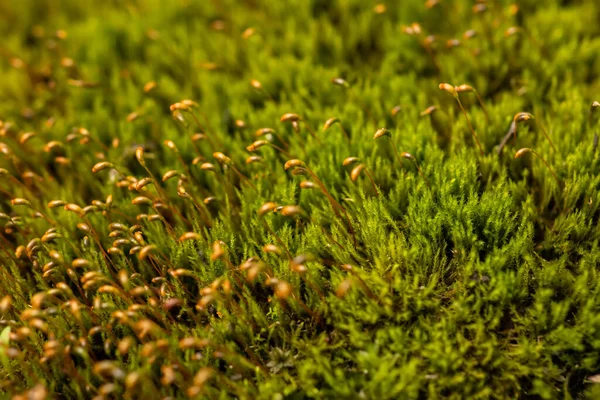 Beautiful Green Moss Floor Moss Closeup Macro Beautiful Background Moss — Stock Photo, Image