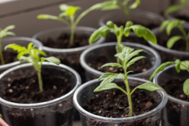 Yeşil fidanlı tepsi, çömlek mikrobitkilerinde yetişen taze ve yeşil sebze fideleri.,