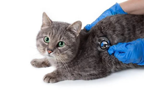 Αρσενικός Κτηνίατρος Εξετάζει Ικανοποιημένη Γάτα Στηθοσκόπιο Γκρι Γάτα Στο Εξεταστήριο — Φωτογραφία Αρχείου
