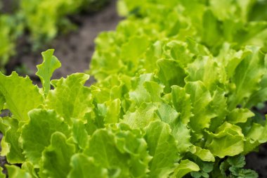 yeşil salata ile kapatın. sağlıklı bir yaşam tarzı ve diyet kavramı