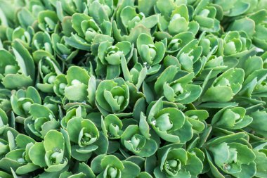 Sedum fabrikası, Hylotelephium Spectabile pınarı..