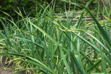 Baharın erken saatlerinde yeşil sarımsak toprakta yetişir, yakın plan. Sebze bahçesinde organik yetiştirilmiş sarımsak tarlası. Seçici odak.