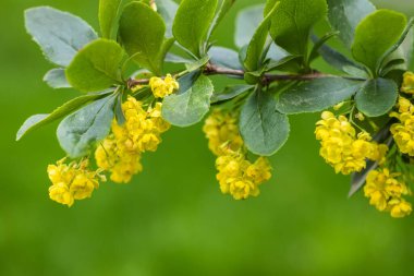 Berberis vulgaris ya da Avrupa böğürtleni, Berberis cinsinden bir çalı, Berberidaceae familyasından. Sarı uzun panikli çalılar bahar sonlarında açan çiçekler..