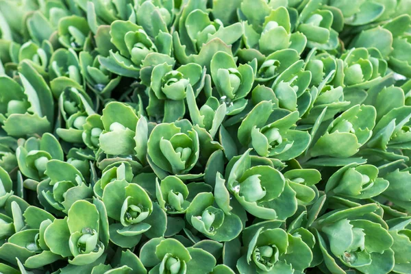 stock image Sedum plant, Hylotelephium spectabile spring.