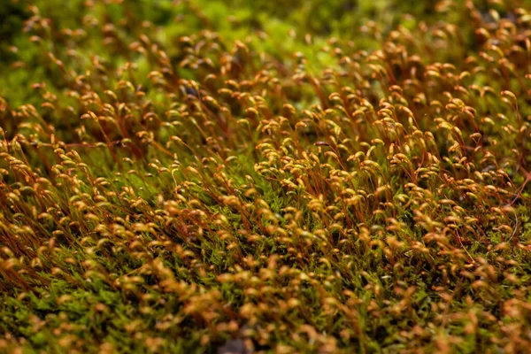 stock image Beautiful Bright Green moss grown up cover the rough stones and on the floor in the forest. Show with macro view. Rocks full of the moss texture in nature for wallpaper. soft focus.