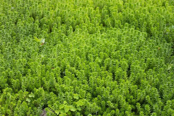 Close Textura Fundo Bonito Pequeno Verde Plantas Suculentas Stonecrop Sedum — Fotografia de Stock