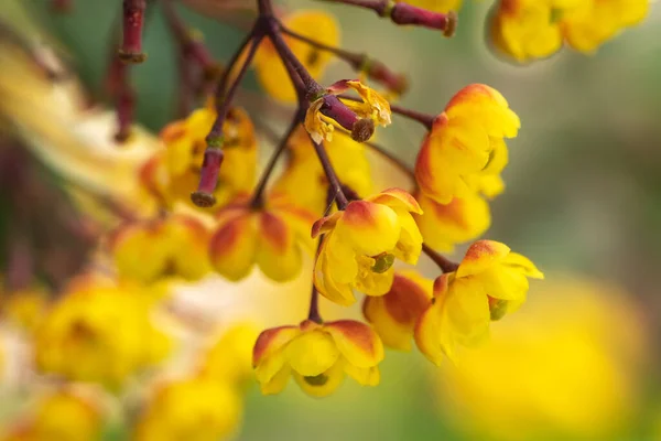 Gula Blommor Japanska Bär Solen — Stockfoto