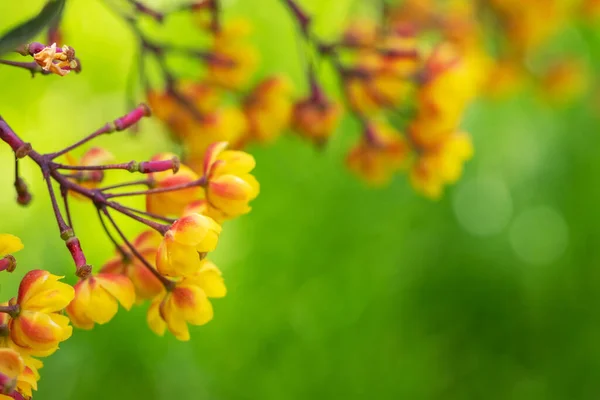 Slunečné Žluté Květy Ananasu Makro Fotografie Kvetoucího Zahradního Keře — Stock fotografie