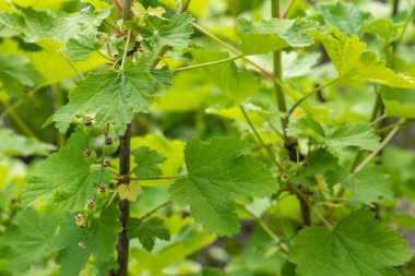 Yeşil frenk üzümü yaprakları. İlkbaharda yağmur damlaları doğal bir zemin olarak yağar..