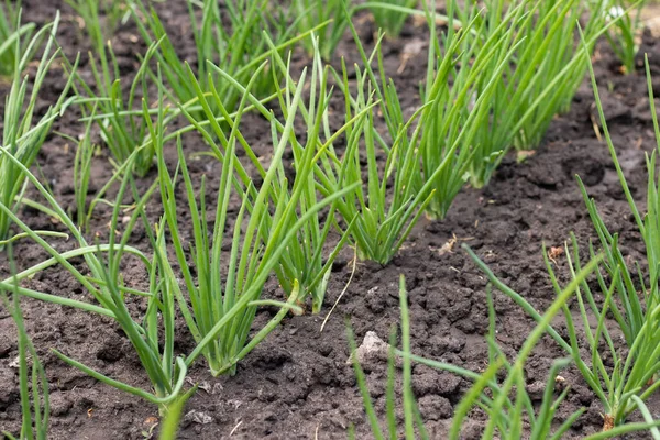 stock image Beautiful onion plants on the farm. Green onions growing in the field