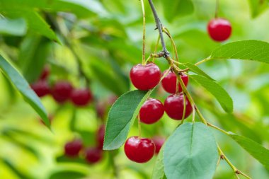 Bahçedeki ağaçta olgun kırmızı kiraz dalları.
