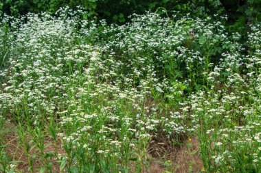Erigeron Annuus Haziran 'da çiçek açar. Erigeron Annuus (eski adıyla Aster Annuus), yıllık bitkisel bitki, papatya, pire veya papatya bitkisi türü..