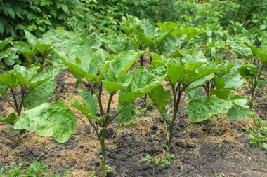 Bir çiftçinin bahçesinde genç bir patlıcan fidanı yetişiyor. Yakın plan. Organik tarım kavramı